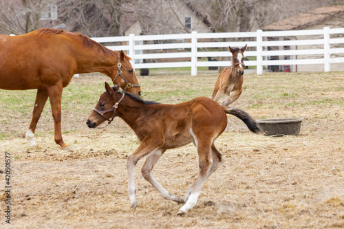 A chestnut Thoroughbred mare with two young foals racing around her in a pasture with a white board fence.