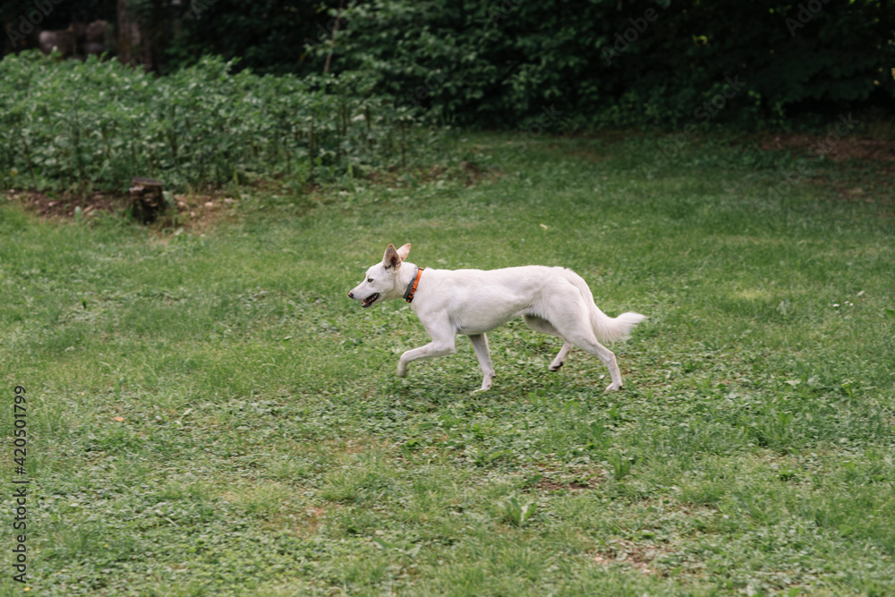 White Young Dog Running Around Park White Young Dog Running Around Park