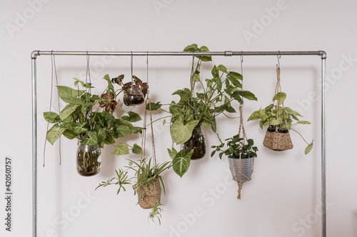 Ornamental plants to beautify the house.