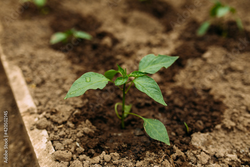 Organic paprika growing up in the greenhouse photo