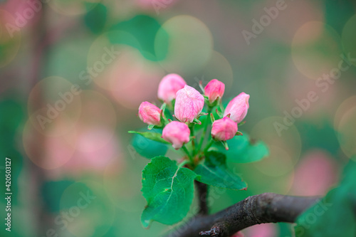 first flowers on the tree in early spring. The Apple blossom. Spring season. Beautiful flowering trees in the Park. Tender buds and petals on an Apple tree. 