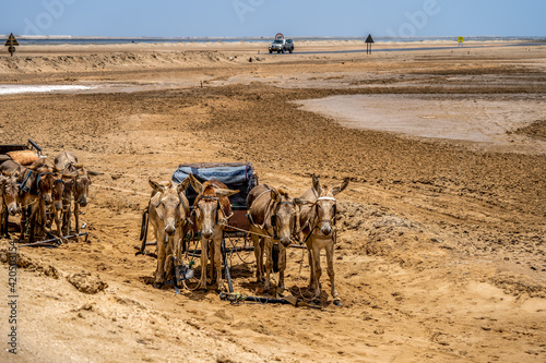 Photography Donkey in a desert area in Namibia near Swakopmund