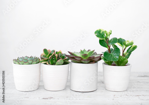 Bright green live textural house plants in trendy designer pots in the interior.Indoor home succulent plant as an air purifier in a room with plants, natural light.