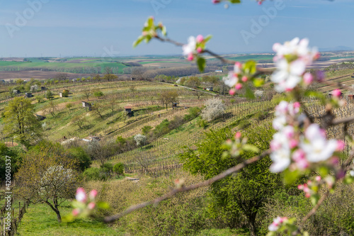 Spring vineyard near Mutenice, Southern Moravia, Czech Republic photo