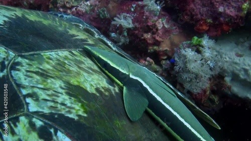 
Sharksuckers (Echeneis naucrates) on a Green Turtle Shell - Philippines photo
