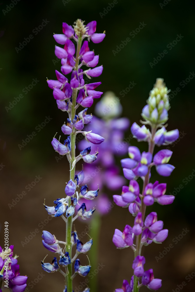Purple lupine flowers in the field