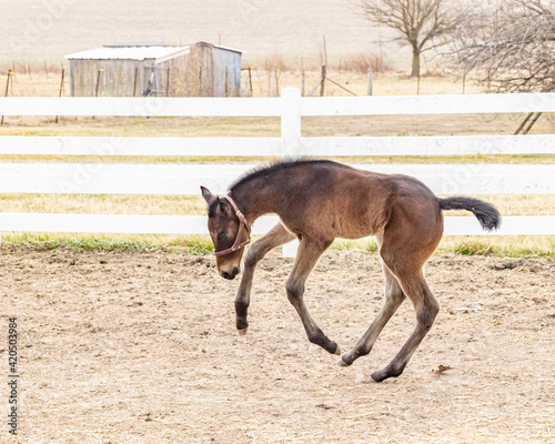 Fototapeta A young, bay Thoroughbred foal jumping in the air playing outdoors in a paddock with a white board fence