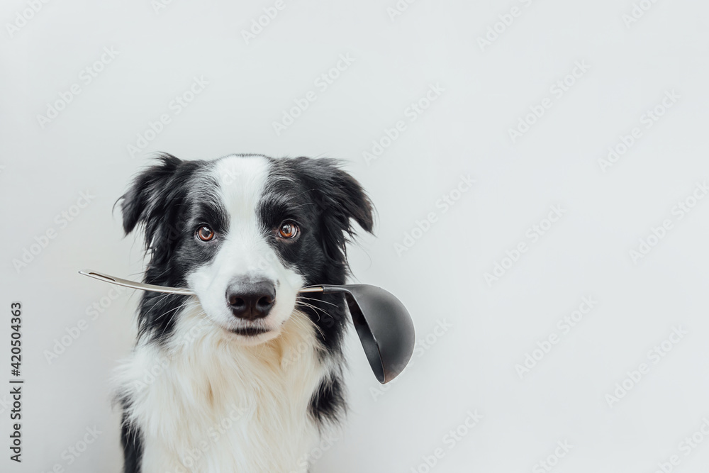 Funny portrait of cute puppy dog border collie holding kitchen spoon ladle in mouth isolated on white background. Chef dog cooking dinner. Homemade food restaurant menu concept. Cooking process