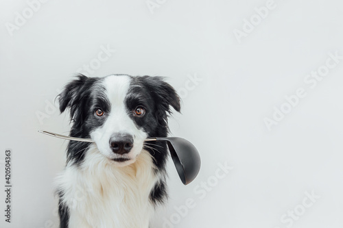 Funny portrait of cute puppy dog border collie holding kitchen spoon ladle in mouth isolated on white background. Chef dog cooking dinner. Homemade food restaurant menu concept. Cooking process © Юлия Завалишина