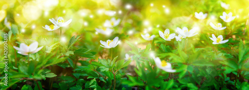 Dreamy white spring anemone flower bloom, grass, close-up against sunlight pa...
