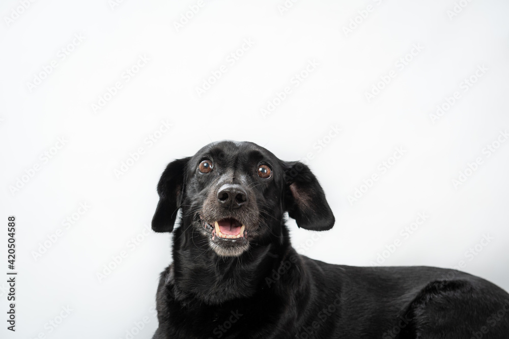 Fotografia de pet em estudio e tema de pascoa