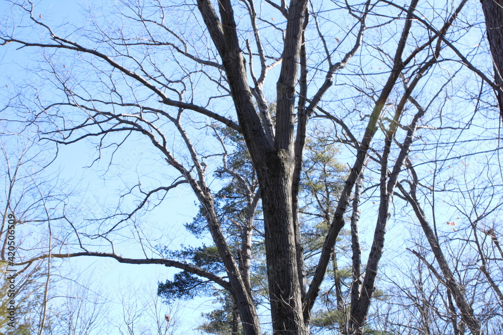 Tree that extends out toward the sky with no leaves Tree that extends out toward the sky with no leaves
