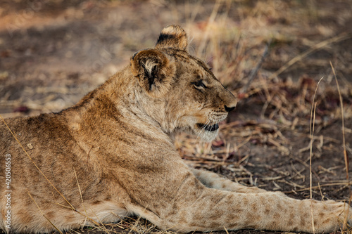 A Young Lion Looks off in the Distance photo