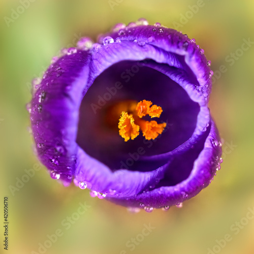 Purple Crocus photo