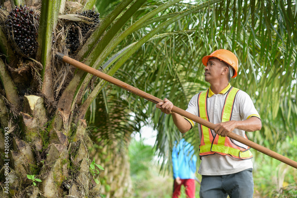 Senior traditional asian palm oil farmer pruning palm oil fronds and