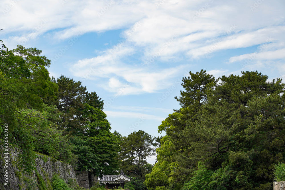 Green big tree against blue sky background with rocks Japanese castle wall at Nagoya Castle in Japan.