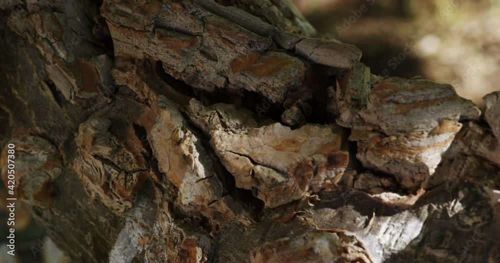 Close up of tree bark with the background out of focus Close up of tree bark with the background out of focus