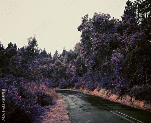 Purple Daze