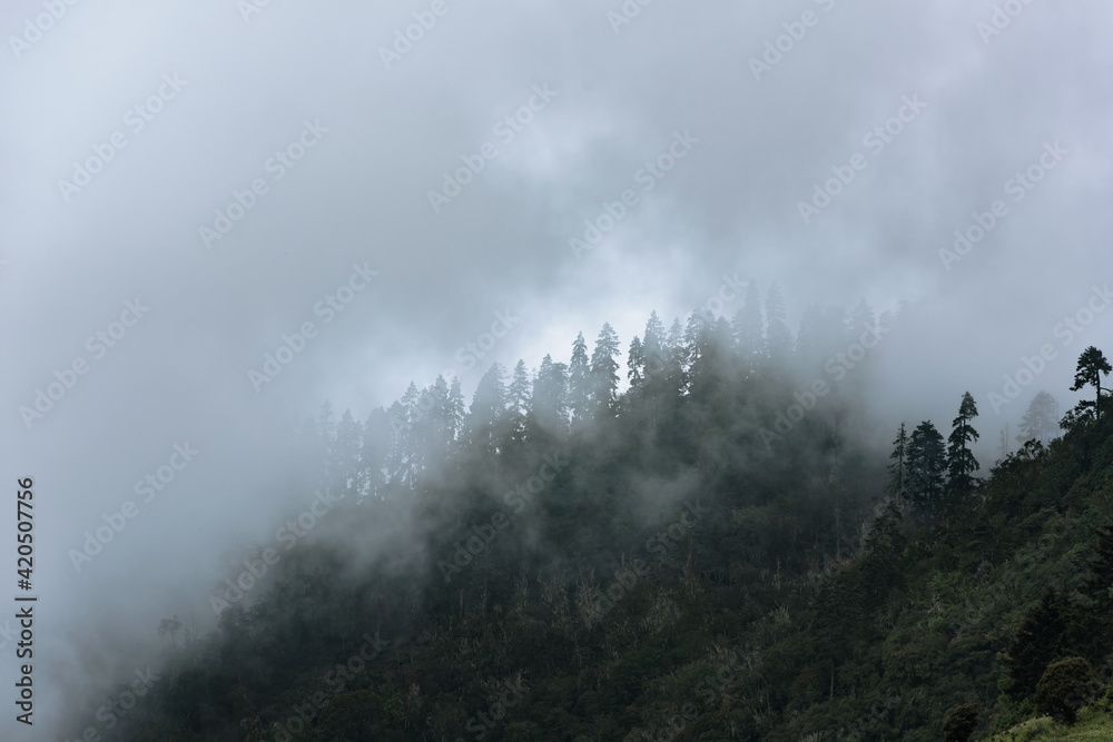 The woods on the mountain in the clouds