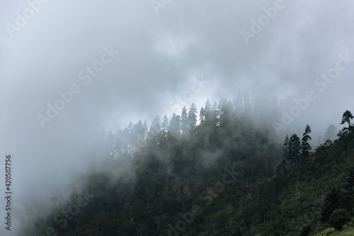 The woods on the mountain in the clouds