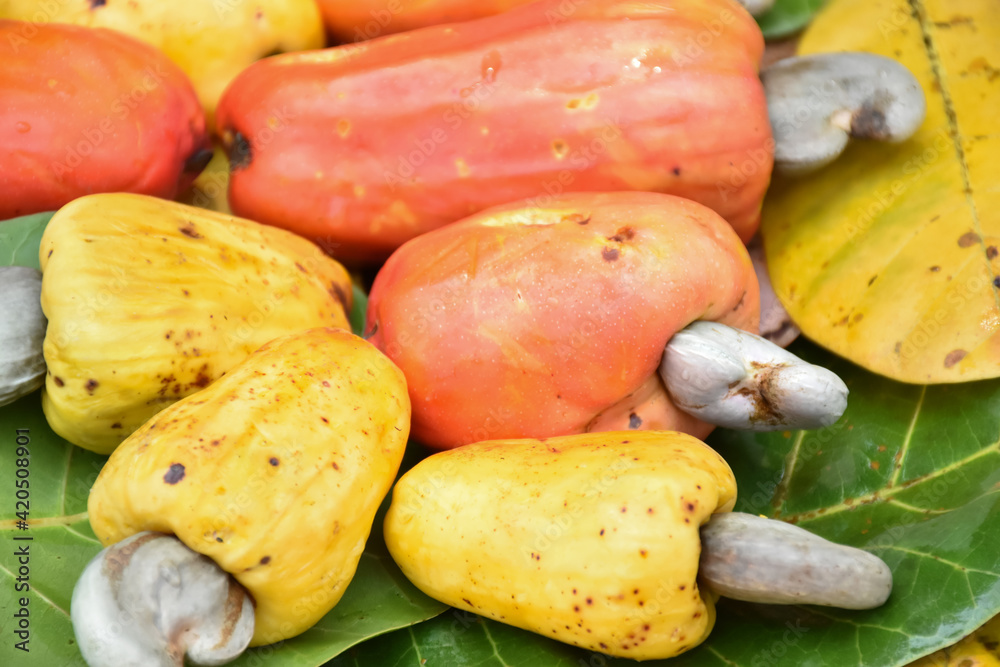 Red and yellow ripe organic cashew apples piled on floor. Red and yellow ripe organic cashew apples piled on floor.