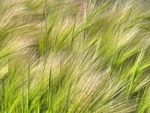 Light green feather grass photo