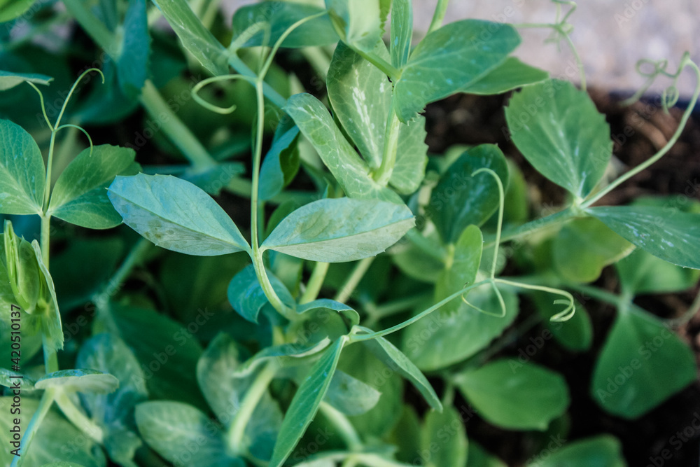 Organic snap pea green beans