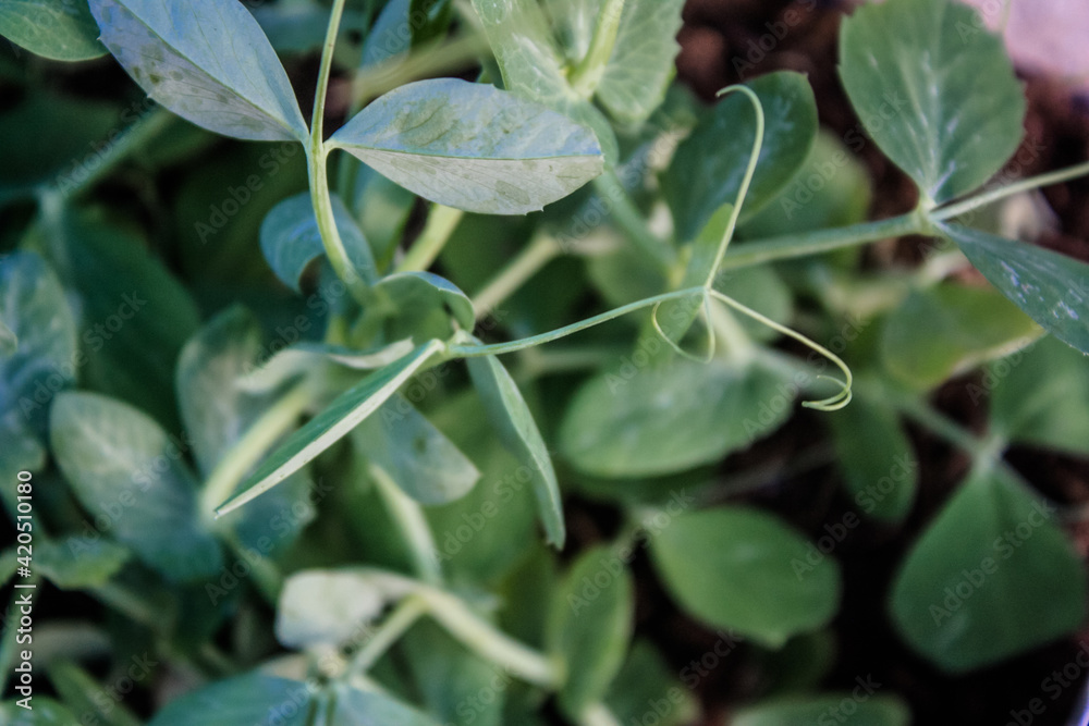 Organic snap pea green beans Organic snap pea green beans