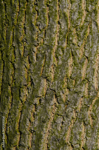 brown and green texture bark of tree  wood background