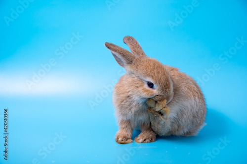 One brown young adorable bunny sitting and bite leg on blue background. Cute baby Netherlands Dwaf and Holland lops rabbit for Easter celebration. photo