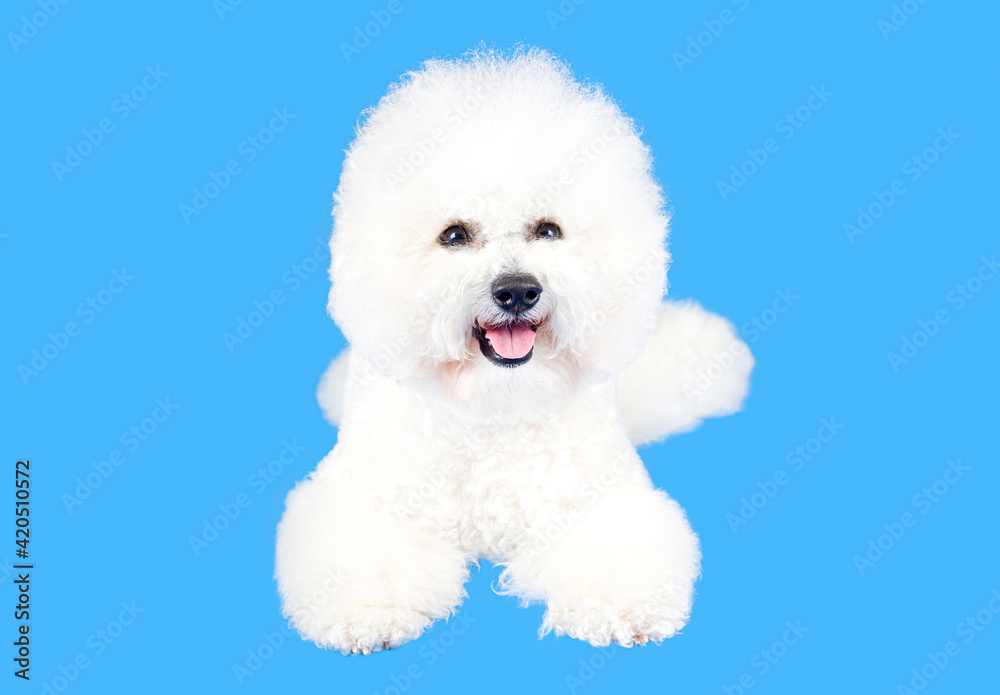 Young Bichon Frise posing against a blue background