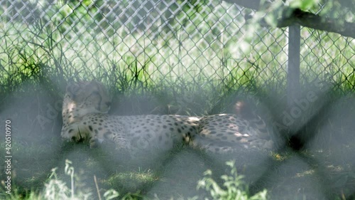 Cheeta lays down in small enclosure in captivity photo