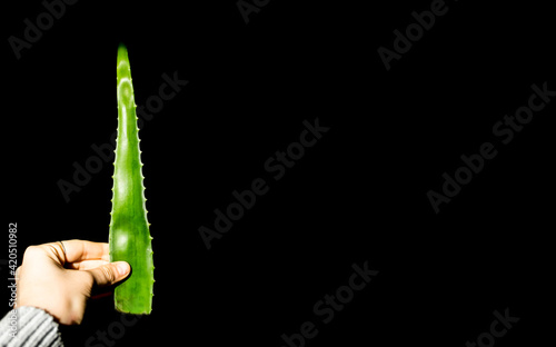 Aloe vera leaf isolated on black. Natural skincare ingredient. Healthy benefits aloe juice. photo