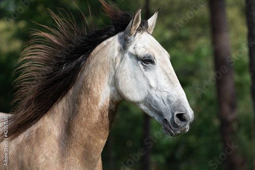Portrait of a horse's head