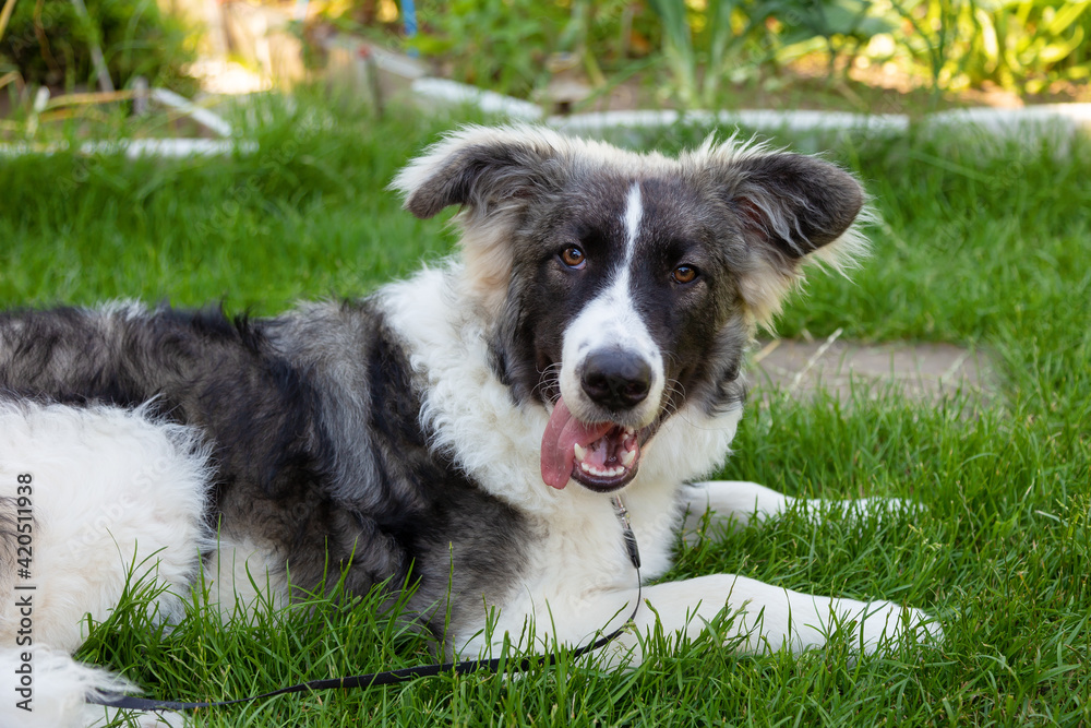 Mongrel dog lying on the grass with his tongue out and looks at the camera. Young beautiful metis dog from the shelter. Close-up. Mongrel dog lying on the grass with his tongue out and looks at the camera. Young beautiful metis dog from the shelter. Close-up.