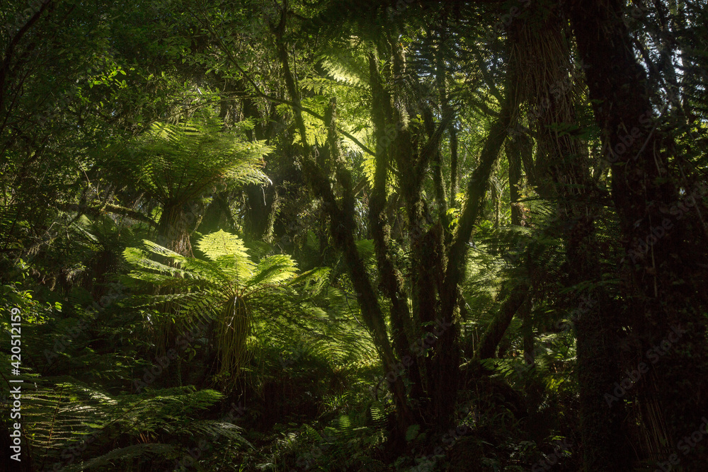 Lush rainforest. Lush rainforest.