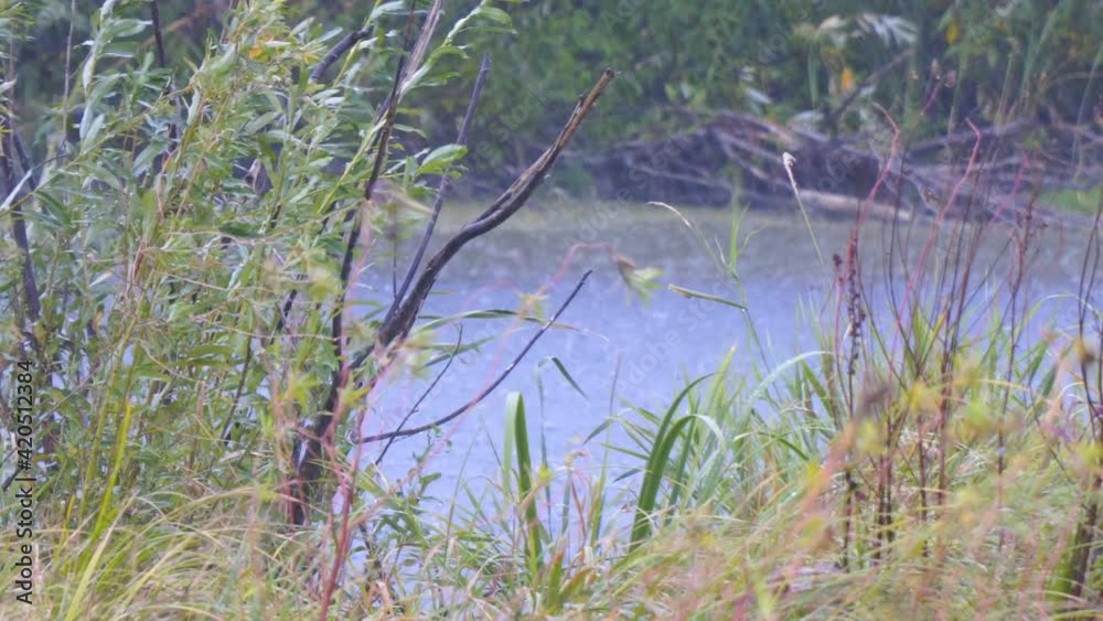 Rain on a small lake or pond among the grass and bushes Rain on a small lake or pond among the grass and bushes