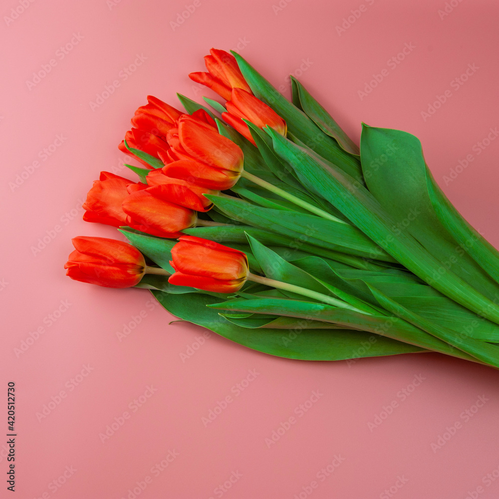 red tulips on pink background red tulips on pink background