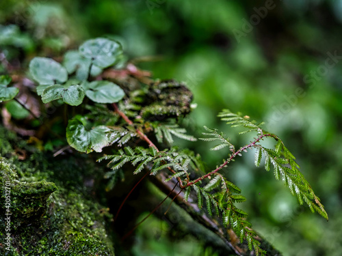 A close-up of moss and plants covered with droplets of morning dew and mist