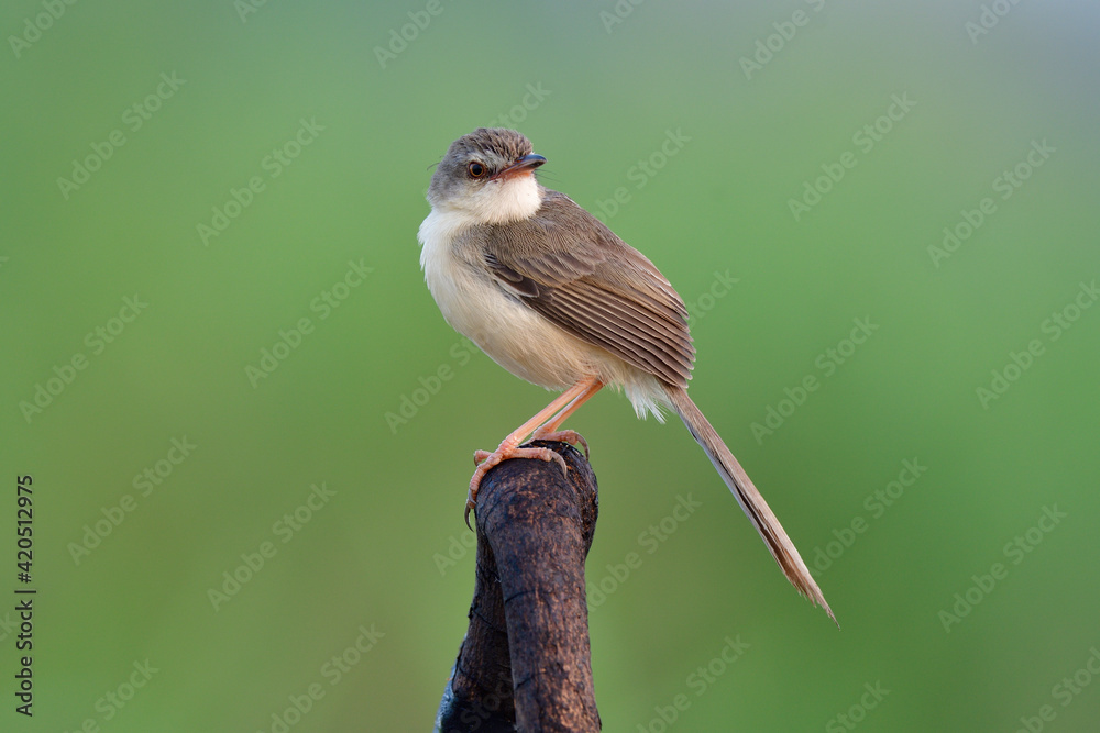 Fototapeta premium brown wings with pale white belly and long tail bird perching on burned wooden over green environment