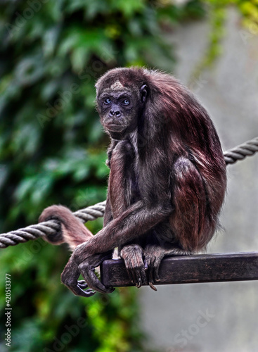 Variegated spider monkey on the beam. Latin name - Ateles hybridus	