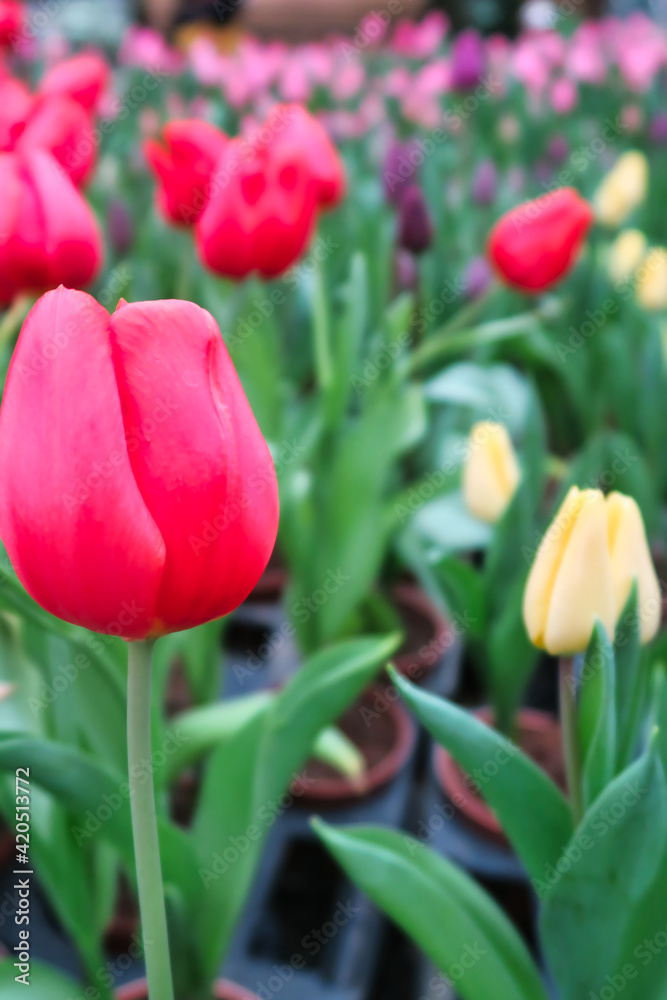 A field of colorful blooming tulip flowers in spring