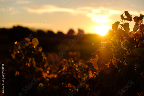 Couché de soleil sur les vignes