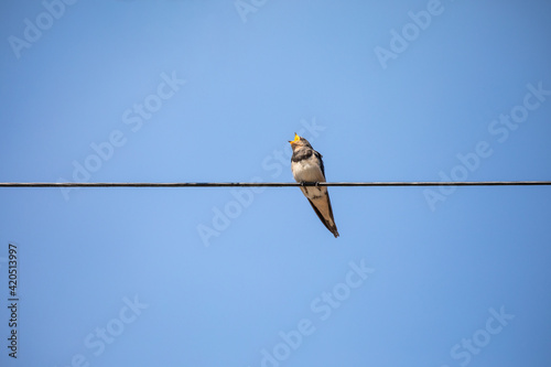 Bird on a wire