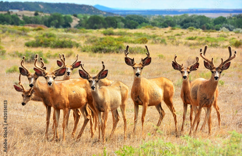 Naklejka premium Herd of Deer in Southern Colorado. 