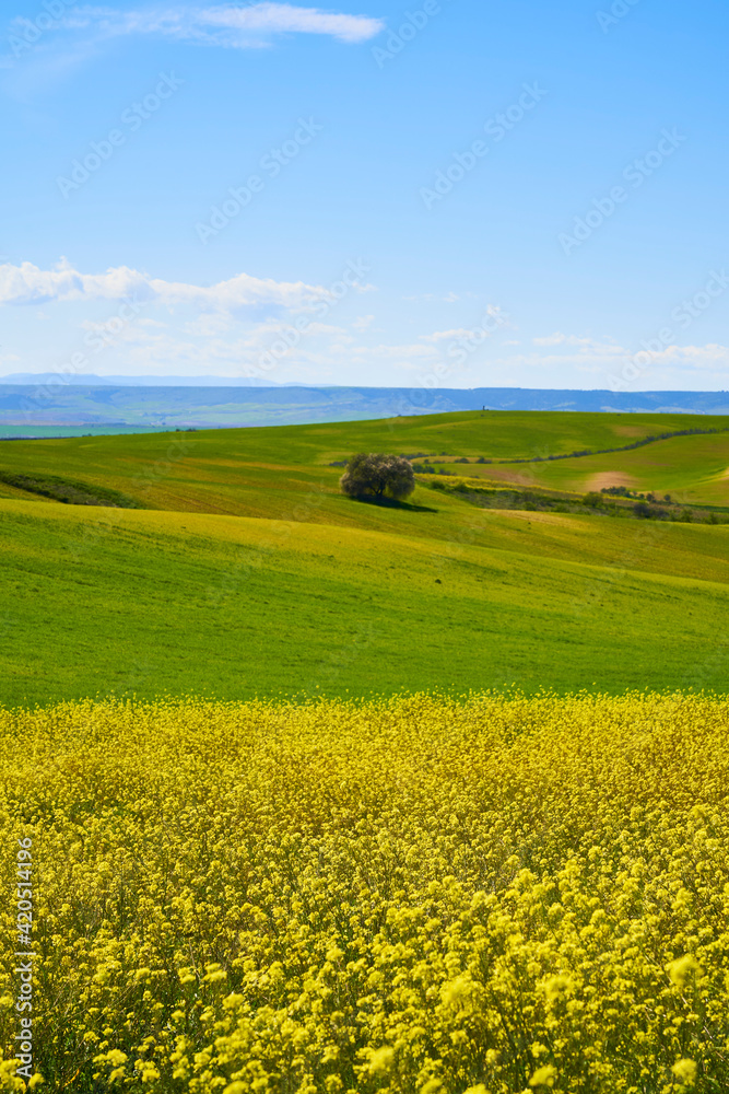 Campo verde en dia soleado con flores amarillas