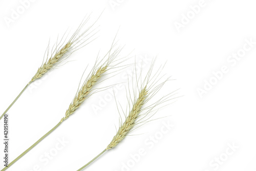 Light green ears of rye isolated on white background. Top view, flat lay.