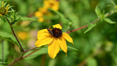 Eine Fliege auf einer gelben Blüte