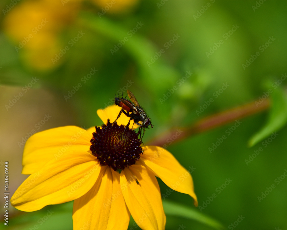 Eine Raupenfliege beim Nektar sammeln auf der gelben Blüte eines Sonnenhuts Eine Raupenfliege beim Nektar sammeln auf der gelben Blüte eines Sonnenhuts