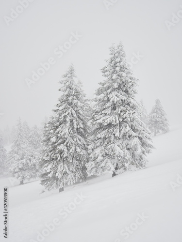Wallpaper Mural snow-covered fir trees during severe snow storm Torontodigital.ca